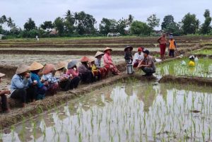 Petani di Lamteng Kesulitan Mendapatkan Pupuk