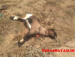 Didatangkan dari Lampung, Puluhan Hewan Kurban Mati di Batam
