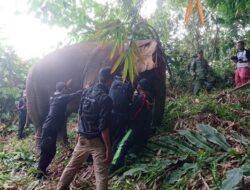 Kelompok Gajah Jambul TNBBS Dipasang “GPS Collar”