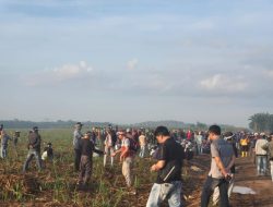 Klaim Tanah Adat, Warga dari Tiga Kampung di Kecamatan Anak Tuha Lampung Tanam Pohon di Lahan PT BSa